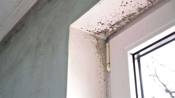 Best Attic Mold Removal  in Parkland, FL